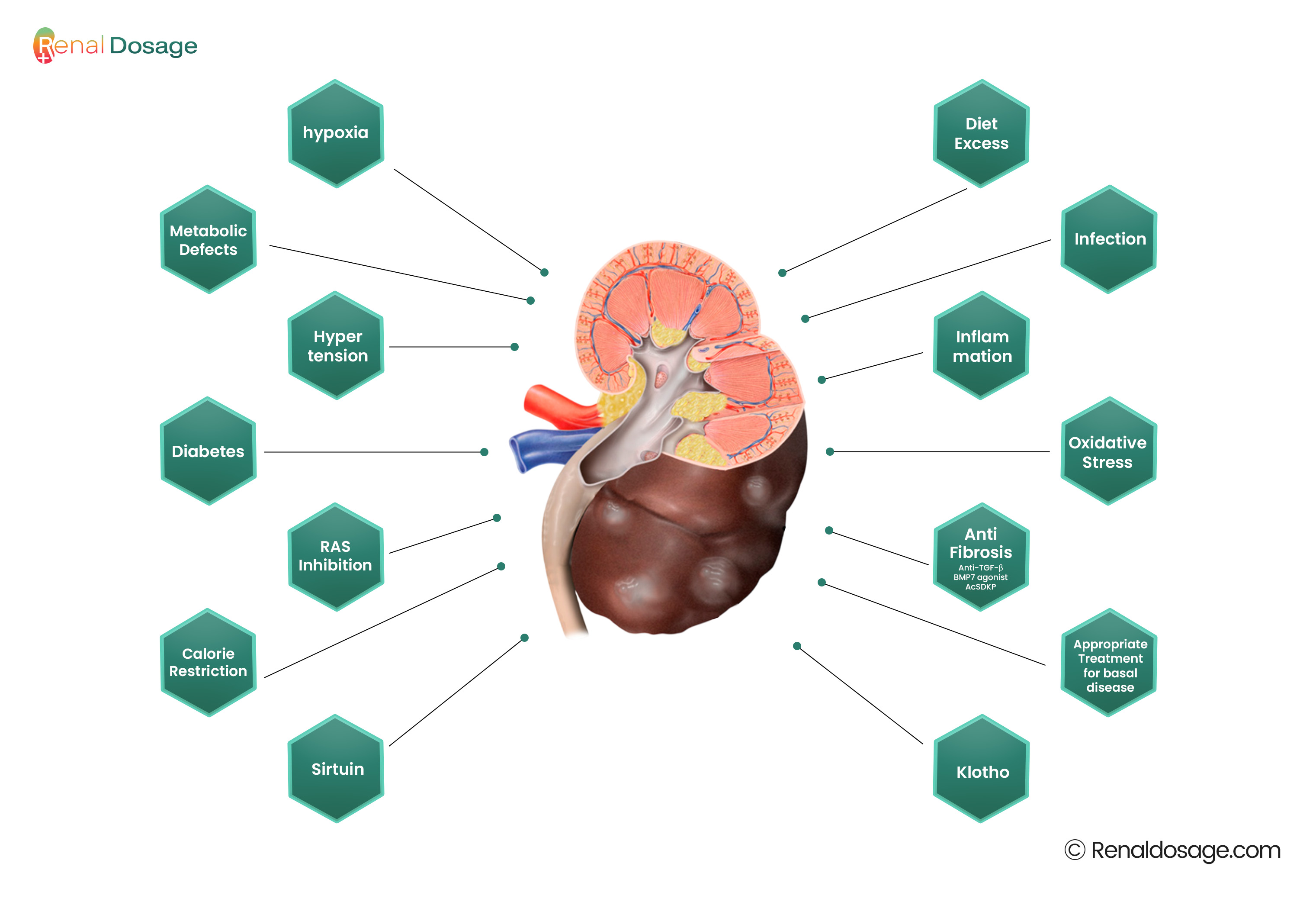 Age-Related Kidney Disease and Heart Health